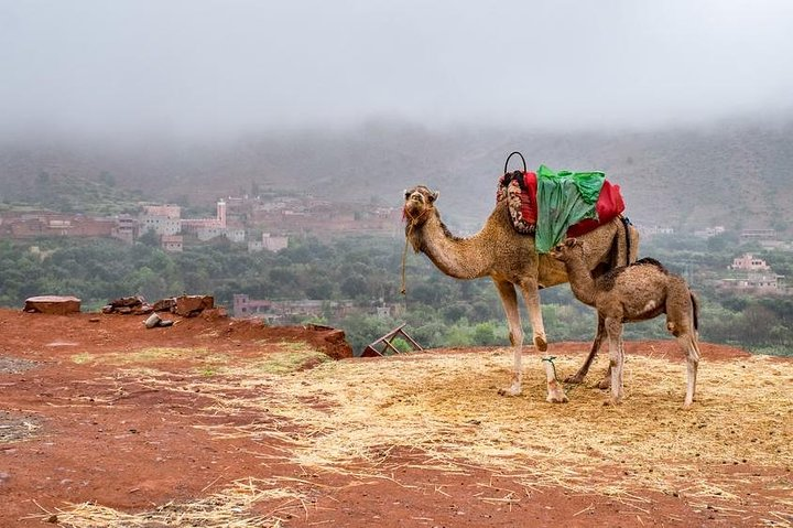 Desert Agafay and Atlas Mountains & Camel ride Day Trip From Marrakech - Photo 1 of 7