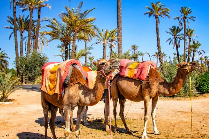 Camel Ride in Marrakesh's Palm Grove - Photo 1 of 21