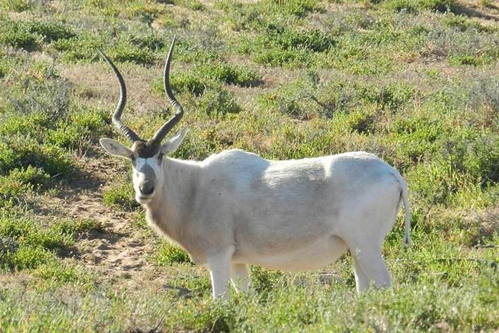 Private Discovery Animal Park Souss Massa in 4x4 a day - Photo 1 of 25