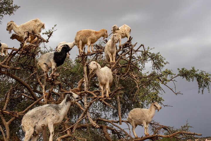 Essaouira Day Trip from Marrakech  - Photo 1 of 7