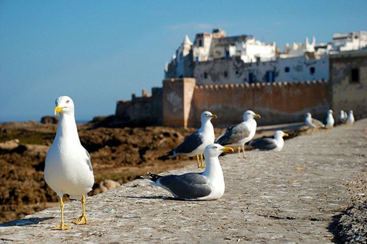 Essaouira Day Trip from Marrakech - Photo 1 of 25
