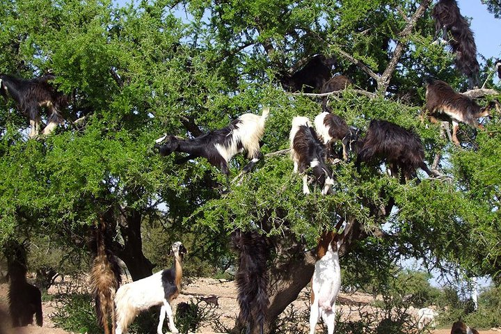 Paradise valley excursion + garden botanic & breakfast and lunch - Photo 1 of 7