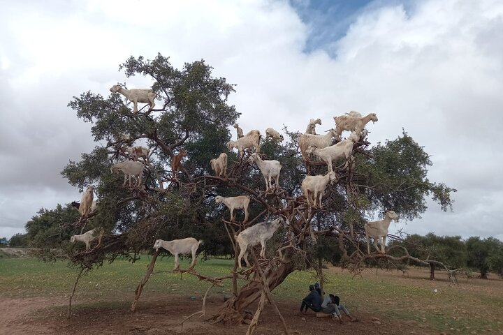 Essaouira One Day Trip From Marrakech  - Photo 1 of 12