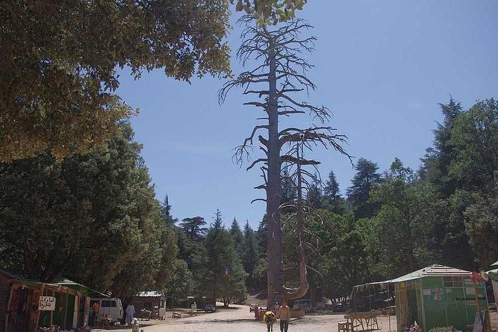 Excursion from Fez to Midle Atlas - Photo 1 of 9