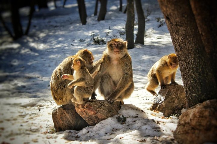 famille des singes, prise à Ifran, Maroc