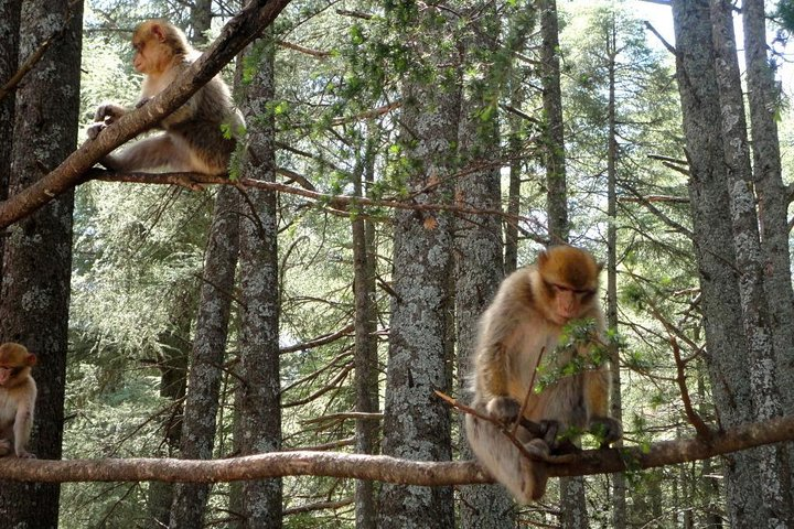 Excursion to the Middle Atlas / Middle Atlas (departure from Fez) - Photo 1 of 9