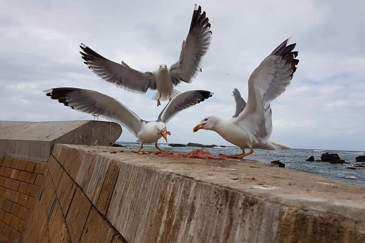 Excursoin Essaouira From Agadir  - Photo 1 of 4
