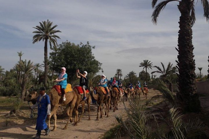 Experience Private Camel Ride - Photo 1 of 8