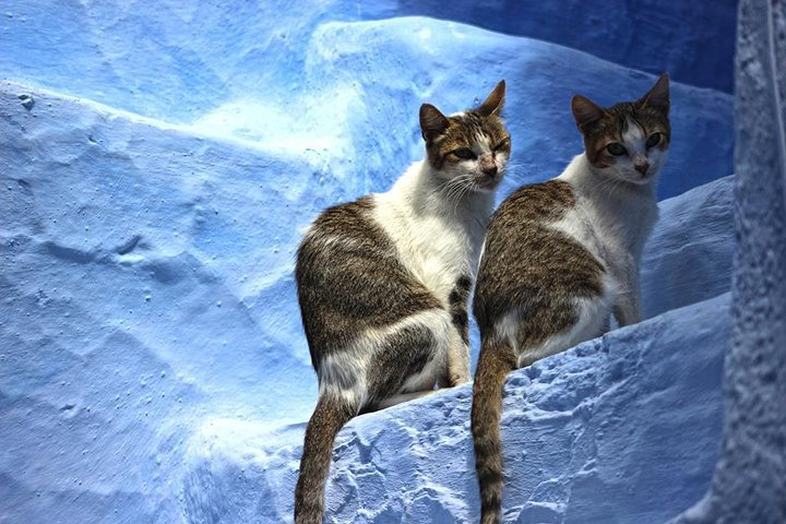 From Fes : Chefchaouen Day trip with small Group - Photo 1 of 17