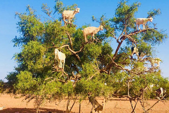 Goats on the tree