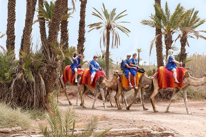 Half Day Marrakech Camel Safari - Photo 1 of 9