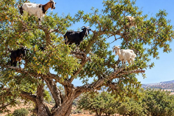 Taghazout Goat Trees & Souk El Had and hotel pickup included - Photo 1 of 22
