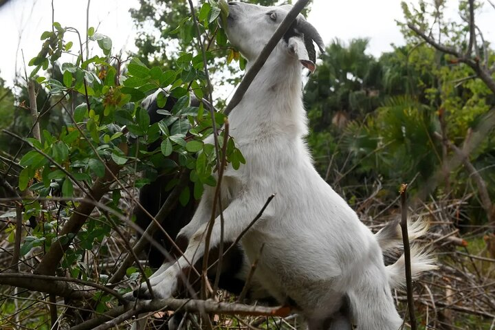 Taghazout Goat Trees & Souk El Had and hotel pickup included - Photo 1 of 20