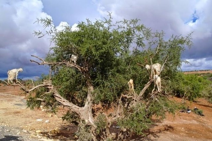 Goats climbing an Argan tree
