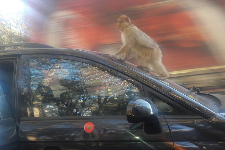 Middle Atlas day Trip from Fez - Photo 1 of 4