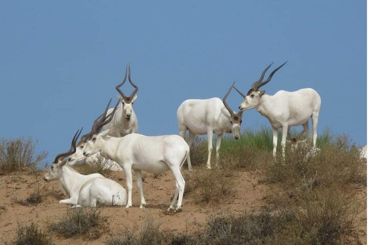 Descouver the wildlife of Souss Massa by 4x4 Safari Tour - Photo 1 of 25