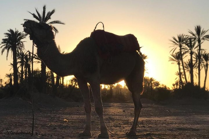 Palmerai groove Camel Ride with SunSet - Photo 1 of 11