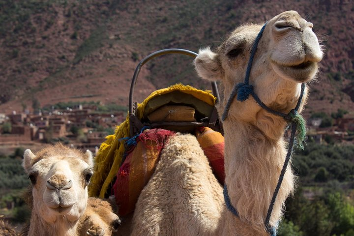 Private Camel Ride in High Atlas Mountains from Marrakech