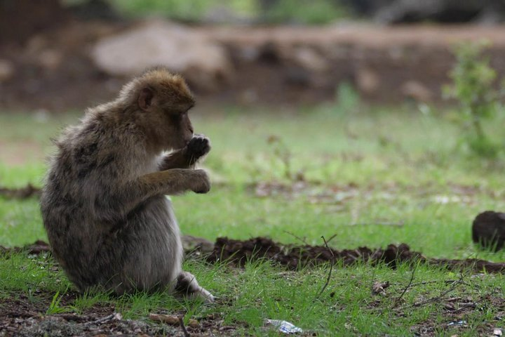 Private Day Tour from Fez to the Middle Atlas - Photo 1 of 9