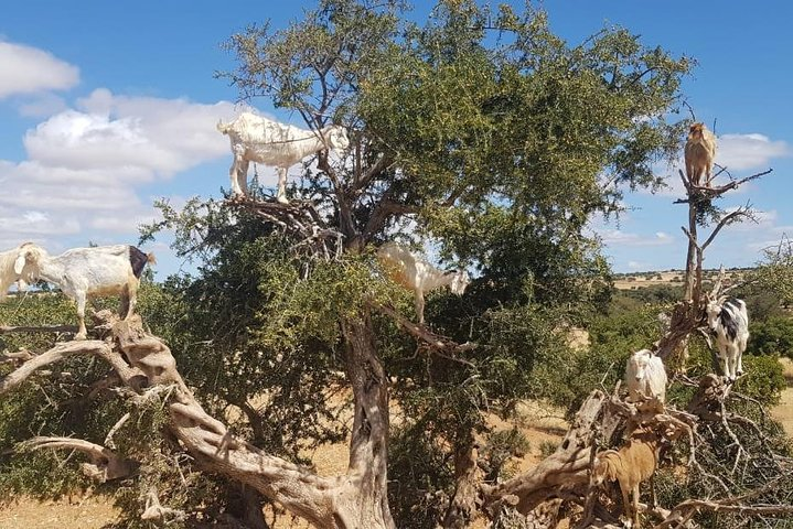 Private Day Trip To Essaouira  - Photo 1 of 4