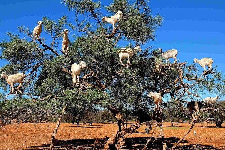 Private Transfer From Marrakech to Essaouira