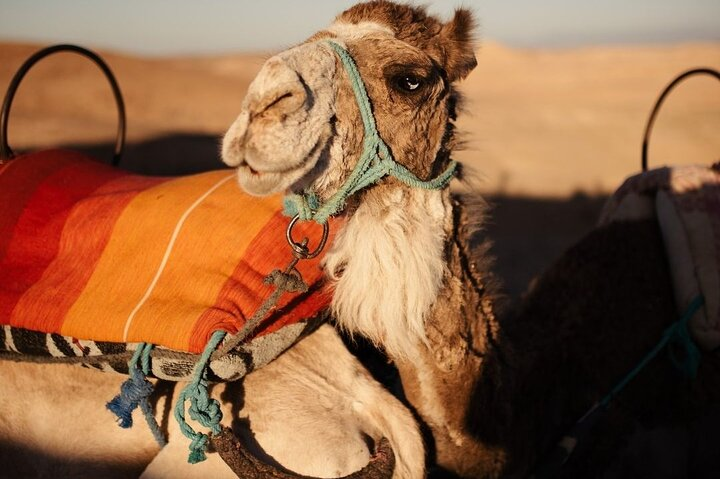 #Camel