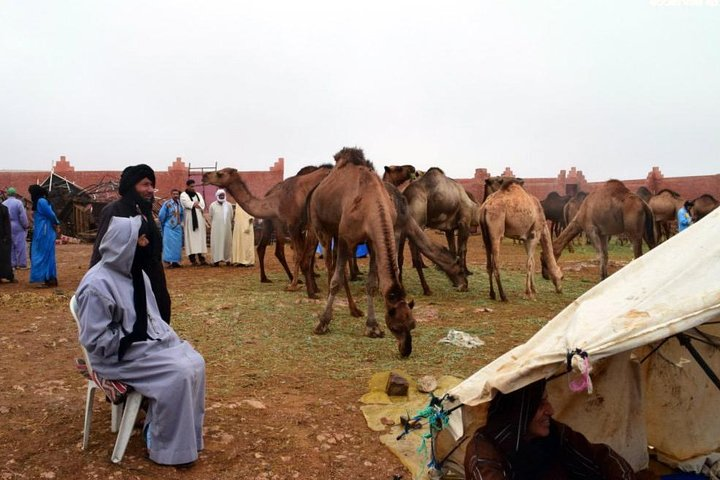 The camel Market
