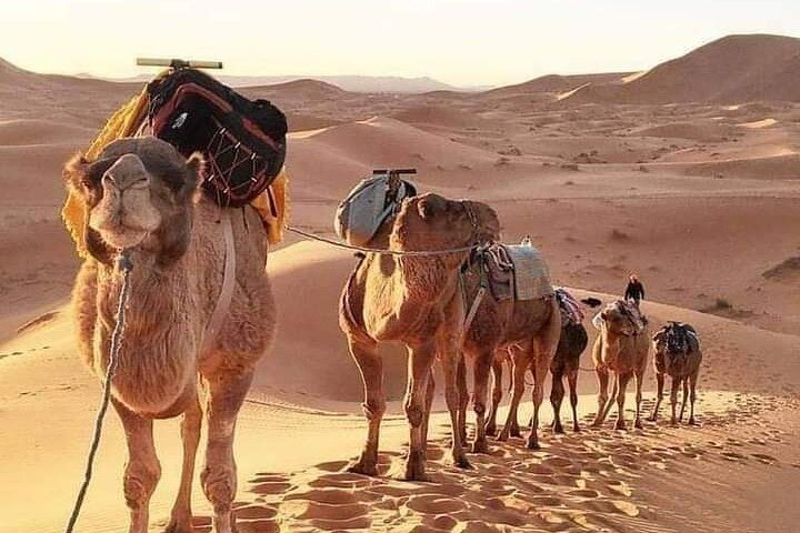 Camel ride 