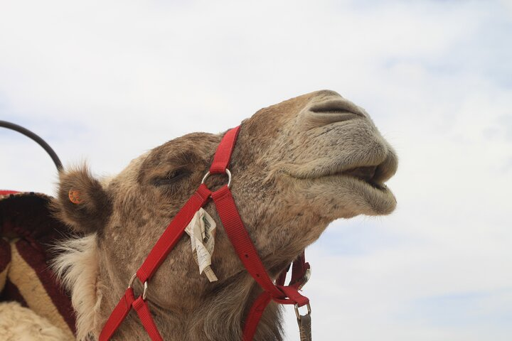 Stargazing and camel ride in the agafay desert - Photo 1 of 10