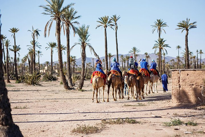Camel ride in the palm grove of Marrakech