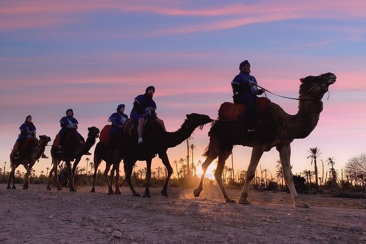 Sunset Camel Ride in the Palm Grove of Marrakech - Photo 1 of 11