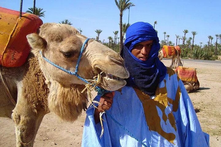 Sunset Camel Ride in the Palmeraie Oasis - Photo 1 of 9