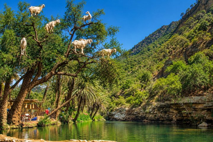 Paradise Valley tour with Tree-Climbing Goats & Argan Oil Tour - Photo 1 of 25