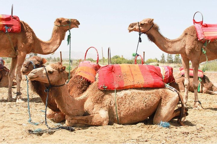 The Magestic of Atlas Mountains valleys & Agafay desert -All Inclusive - Photo 1 of 9