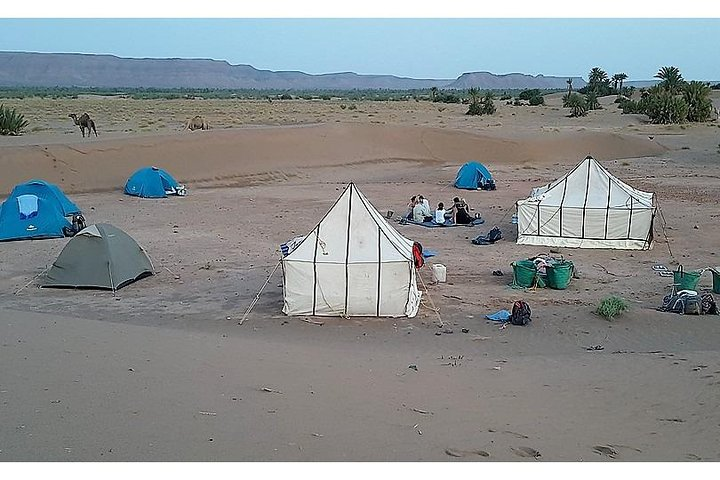 The secret of the camel trekking desert - Photo 1 of 6