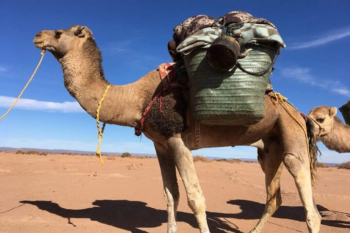 Desert Erg Chigaga Safari Marrakech - Photo 1 of 19