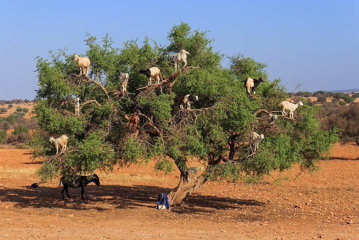 Tree-climbing Goats experience in Agadir - Photo 1 of 8