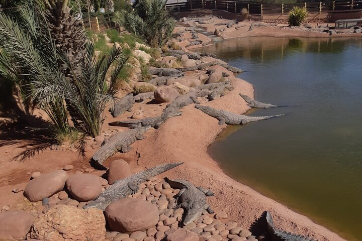 Visite the Crocodiles Park and goats on Argan trees - Photo 1 of 25