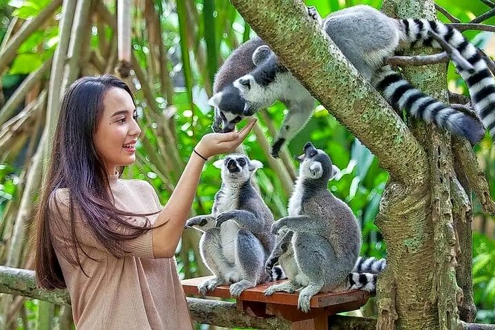 Admire the wildlife at Nosy soa park 