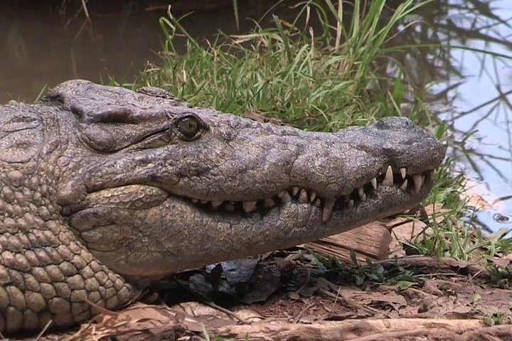 Discover Analamazaotra Park and Ankanin'ny Nofy - Photo 1 of 7