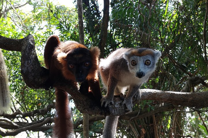 Madagascar Exploring Antananarivo to Andasibe 7 D/6 N (Comfort) - Photo 1 of 14