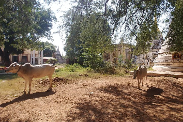 Airport Transfer, Paleik Snake Pagoda, a little bit of Bagan and to AVA - Photo 1 of 14