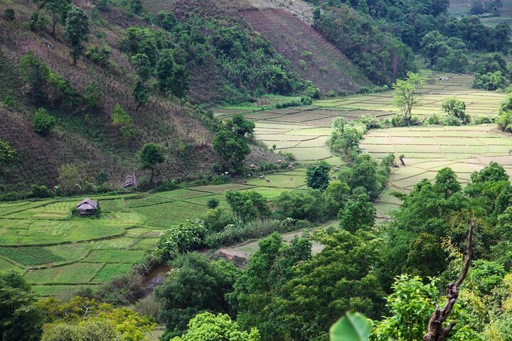 Full Day Trek Tea Plantion from Pindaya - Photo 1 of 8