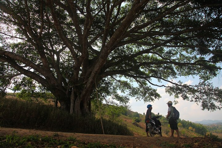 Half Day Tea plantation trek from Pindaya - Photo 1 of 4