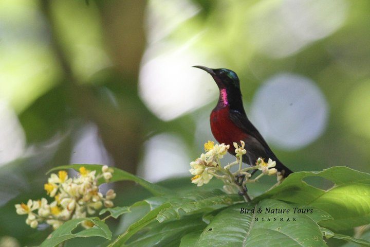 Half-Day Bird Watching Tour in Yangon - Photo 1 of 4