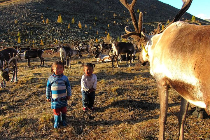 Reindeer's kids. 