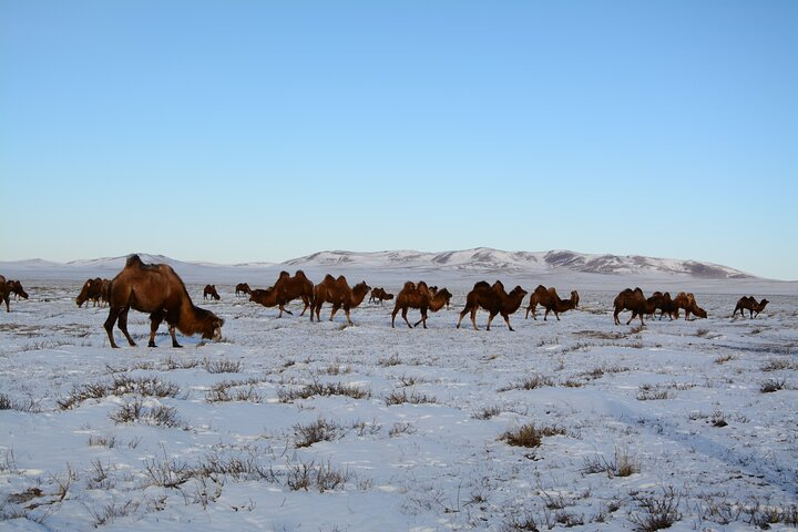 Private Mongolia Gobi Desert Winter Tour  - Photo 1 of 6