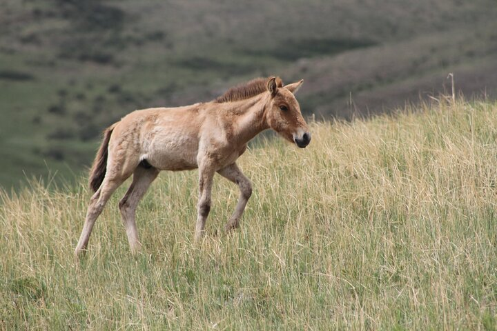New born Prezwalski horse foal in the Hustai National Park