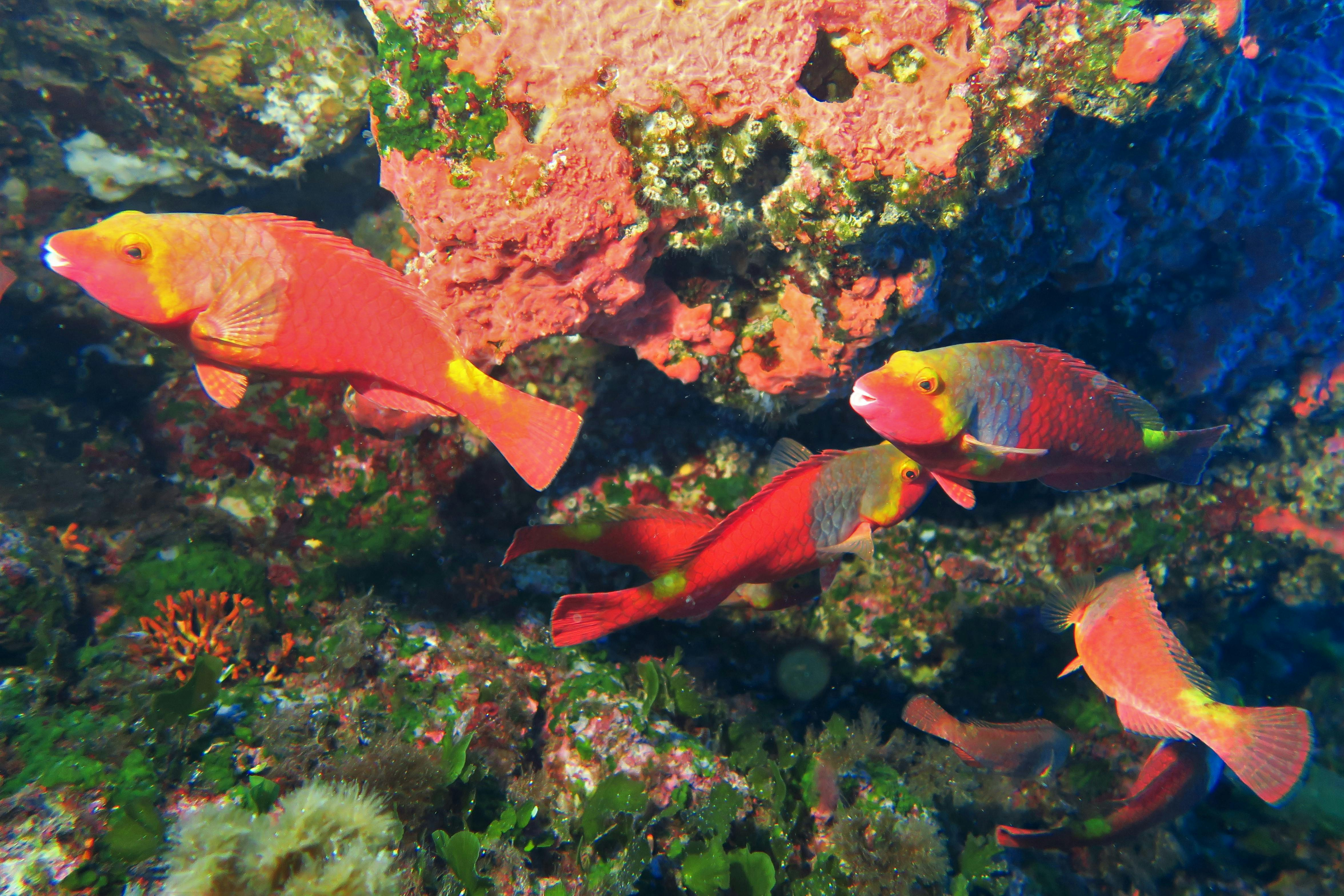2 Days Diving (4 Dives) with a Professional Instructor in Gozo - Photo 1 of 5