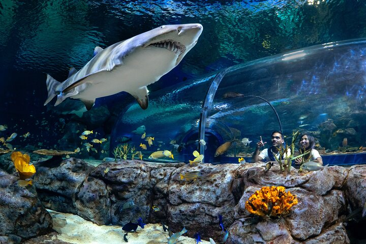 Odysseo Oceanarium Mauritius tunnel